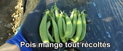 Pois mange tout (pois gourmands) récoltés