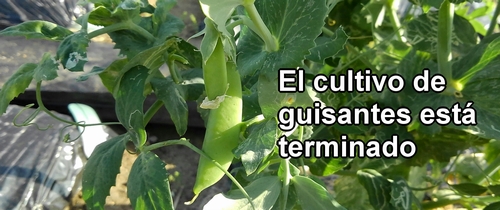 El cultivo de guisantes dulces está terminado