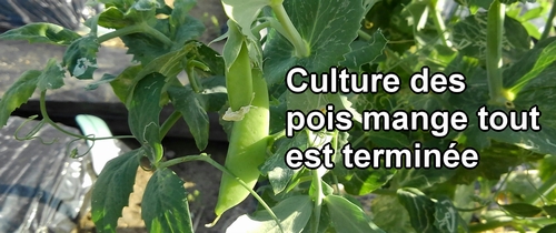 La culture des pois mange tout (pois gourmands) est terminée