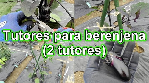 Cómo colocar tutores para las berenjenas