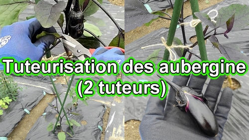 Comment installer des tuteurs pour les aubergines