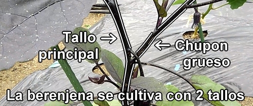 Las berenjenas se cultivan con dos tallos (2 estacas)