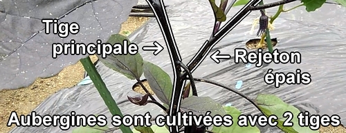 Les aubergines sont cultivées avec deux tiges (2 tuteurs)