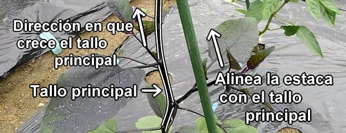 La primera estaca gruesa se coloca al lado del tallo principal de la berenjena