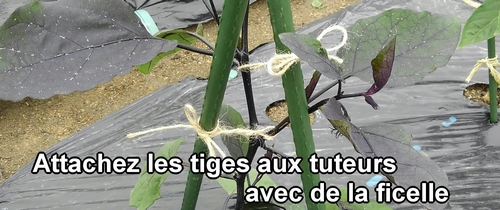 Attachez les tiges de l'aubergine aux tuteurs avec de la ficelle en chanvre