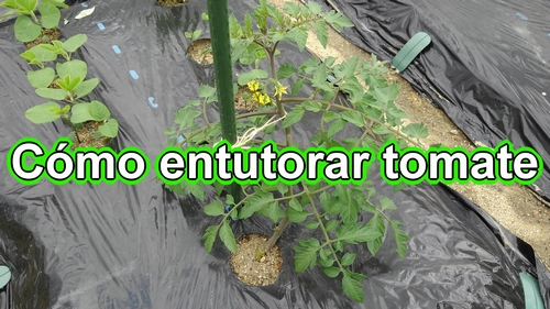 Cómo entutorar tomate (Estaca de soporte para plantas de tomate)