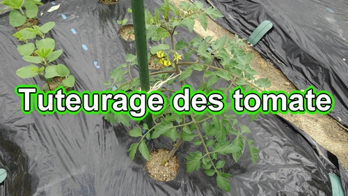 Tuteurage des tomate (Tuteurer les tomates)