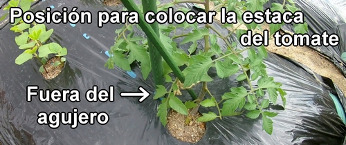 La posición para colocar la estaca del tomate