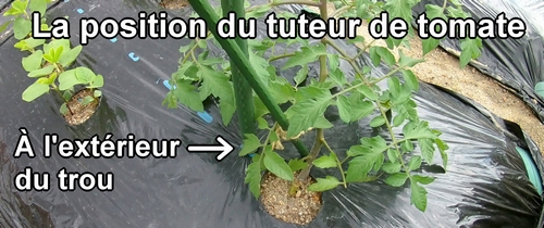 La position pour installer le tuteur de tomate (Tuteurer des tomates)