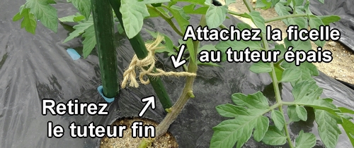 Retirez le tuteur pied de tomate