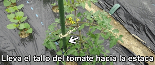 Lleva el tallo del tomate hacia la estaca