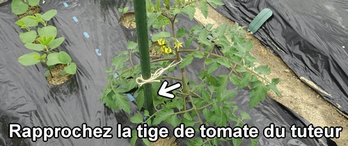 Rapprochez la tige de tomate du tuteur