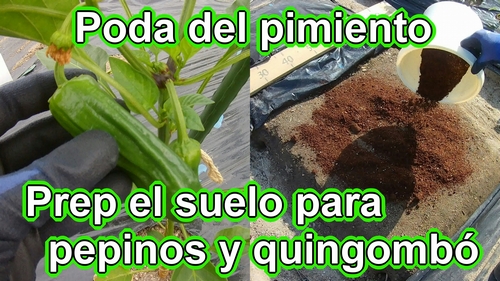 Eliminar los chupones del pimiento verde y preparar el suelo para los pepinos y el quingombó