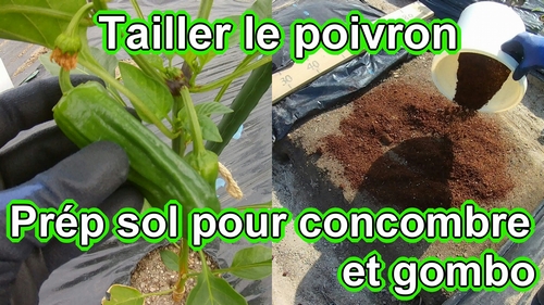 Retirer les gourmands du poivron et préparer le sol pour le concombre et le gombo