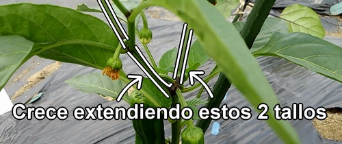 El pimiento se cultiva en un estilo de dos tallos