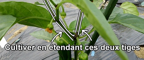 Le poivron vert est cultivé en style à double tige