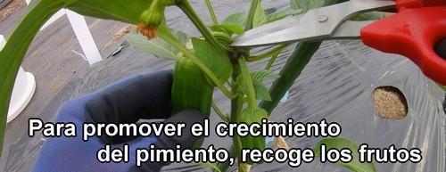 Para promover el crecimiento de la planta de pimiento, elimina los frutos