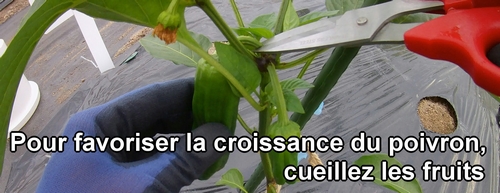 Pour favoriser la croissance de la plante de poivron vert, enlevez les fruits