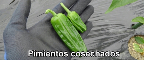 Pimientos cosechados