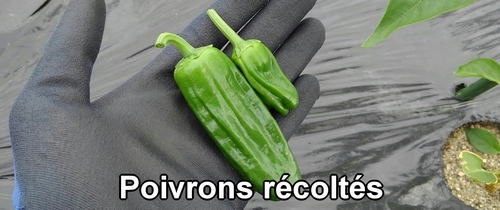 Poivrons récoltés