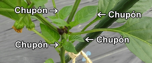 Brotes laterales del pimiento (Chupones del pimiento)