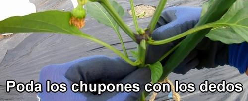 Elimina los brotes laterales del pimiento (Poda los chupones del pimiento)