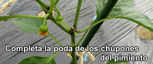 Esto termina la poda de los chupones del pimiento