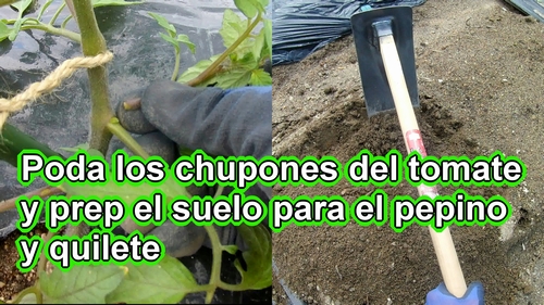 Poda los brotes laterales del tomate y prepara el suelo para el pepino y el quilete