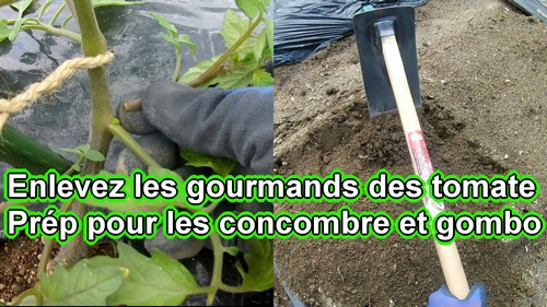 Taillez les gourmands de la tomate et préparez le sol pour les concombres et le gombo