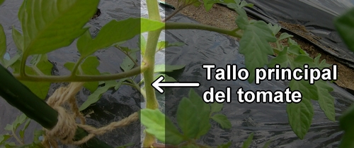 El tallo principal de una planta de tomate