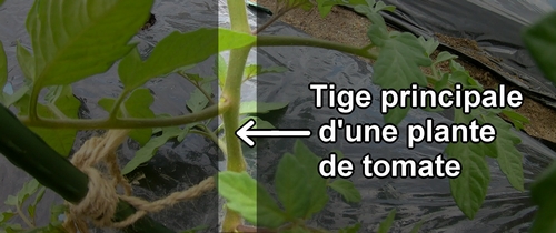 La tige principale d'une plante de tomate