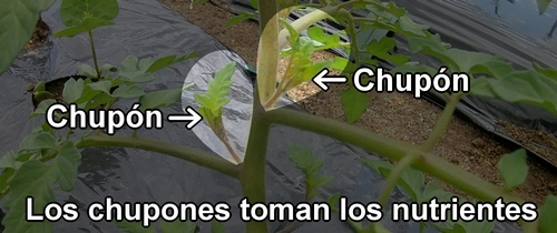 Brotes laterales del tomate (Chupones de la planta de tomate)