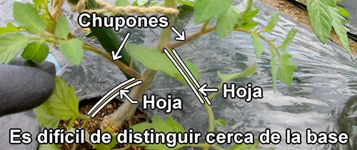 Cómo distinguir entre los chupones y las hojas