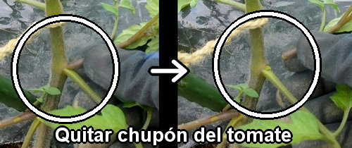 Cómo quitar los chupones del tomate