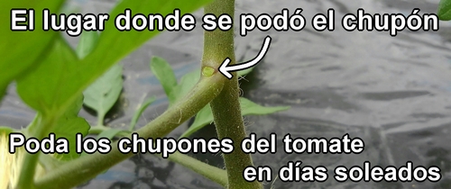 Poda los chupones del tomate en días soleados