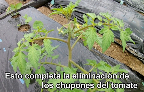 La eliminación de los chupones del tomate está completa