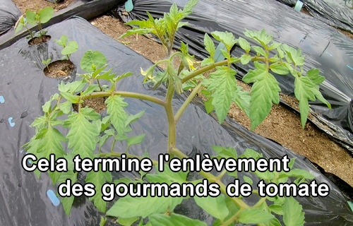 L'enlèvement des gourmands de tomate est maintenant fini