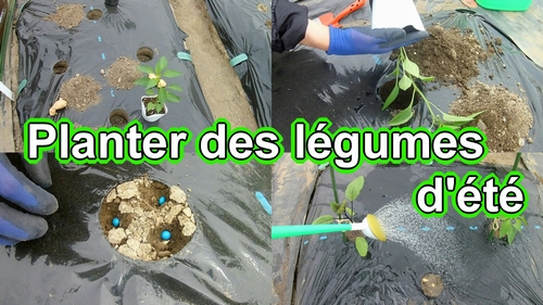 Planter des légumes d'été et semer des graines d'edamame