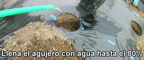 Llena el agujero con agua hasta el 80%