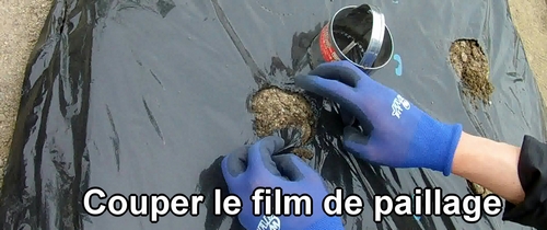 Couper le film de paillage