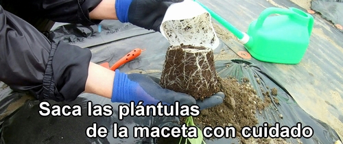 Saca las plántulas de la maceta con cuidado