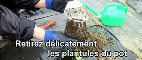 Retirez délicatement les plantules du pot