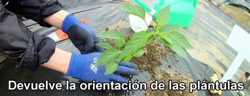 Devuelve las plántulas a su orientación original