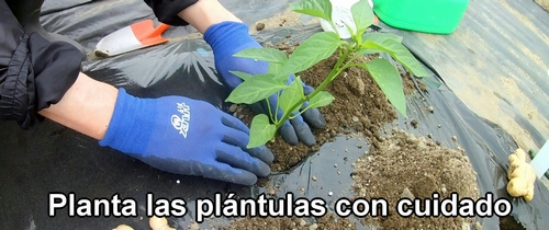 Planta las plántulas de verduras con cuidado