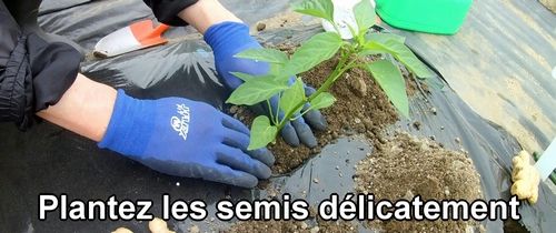 Plantez les semis de légumes délicatement