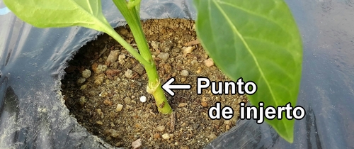 Ten cuidado de no plantar las plántulas demasiado profundo