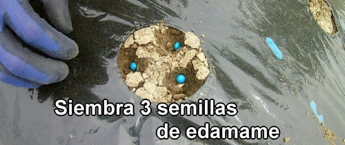 Siembra 3 semillas de edamame