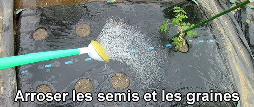 Arroser les semis et les graines des légumes d'été