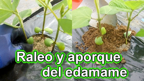 Raleo y aporque del edamame (Cultivar edamame en casa)