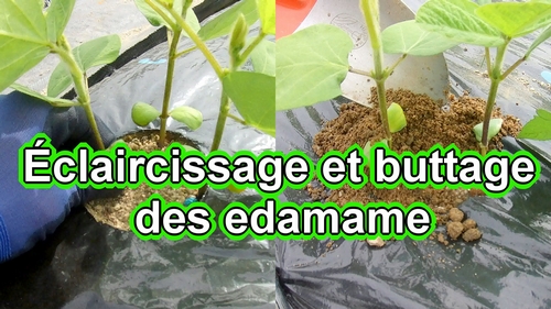 Éclaircissage et buttage des edamame (Cultiver des edamame à la maison)